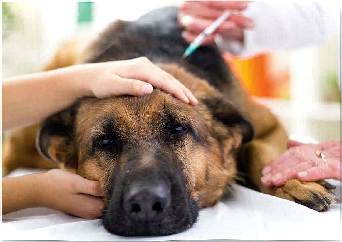 the vaccinations your dog should have