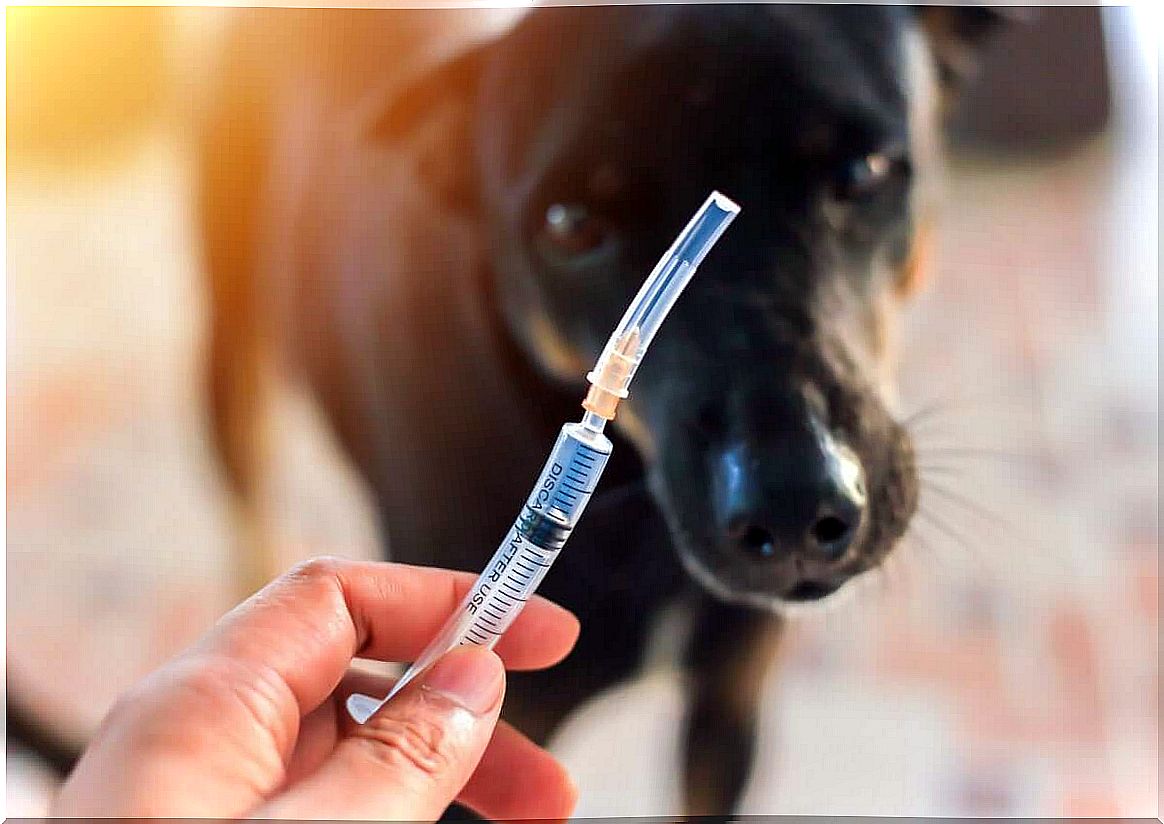 the vaccinations your dog should have