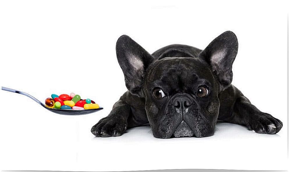 What vitamins are essential for dogs?