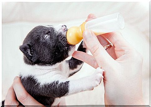 When to bottle-feed a puppy?