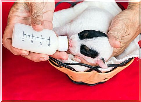 When to bottle-feed a puppy?