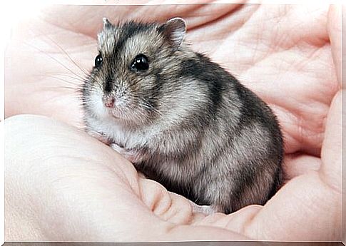 Russian hamster