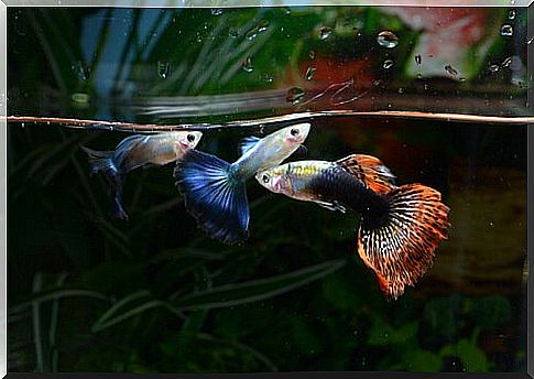 colorful fish