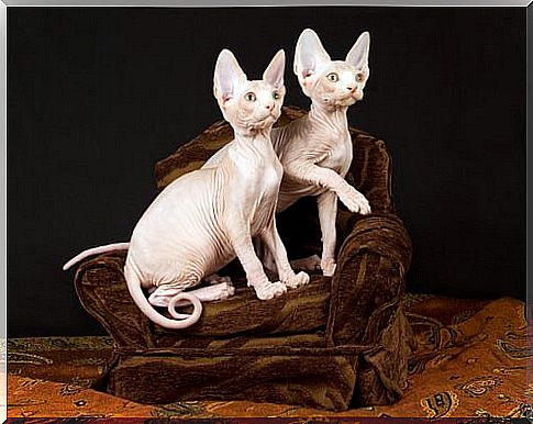 sphynx cat