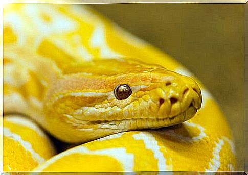 yellow snake