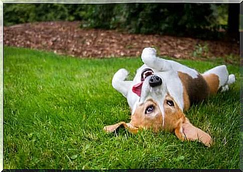 Why do dogs roll on grass?