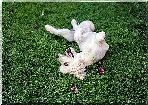 dog rolling in the grass