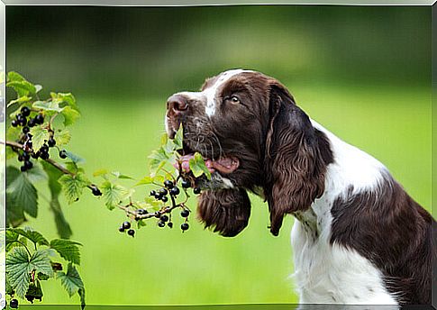 Why does the dog eat grass?