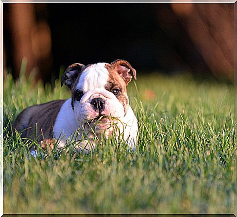 dog eating grass