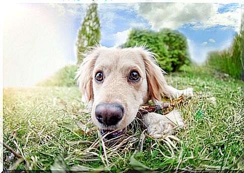 dog in the grass