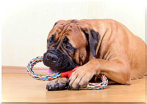 Why does your dog prefer one toy over another?