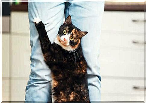 Your Cat's Nine Favorite Things You Didn't Know